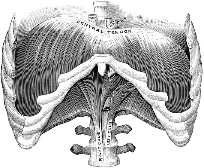 Cover Image for Dynamics of Breath